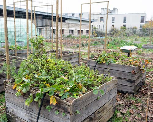 Le jardin collectif, première pierre de la ferme urbaine